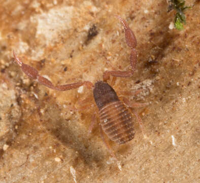 Image of Cacodemonius J. C. Chamberlin 1931