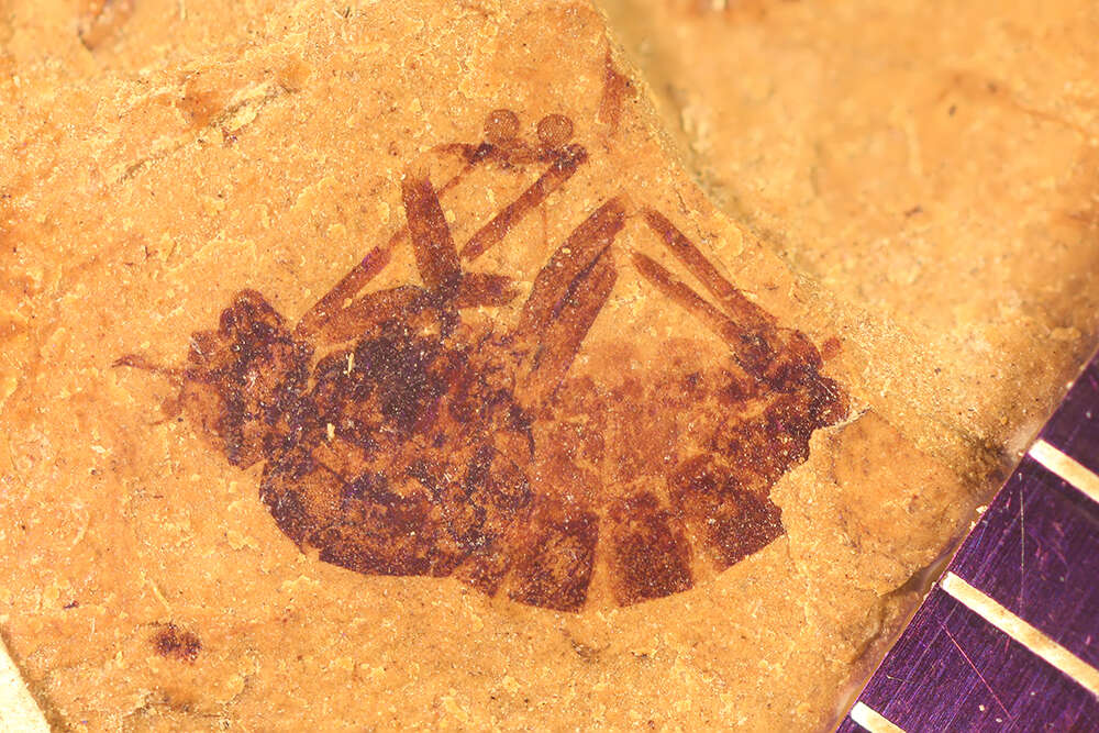 Image of Sciomyza