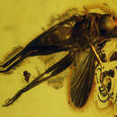 Image of Acartophthalmites