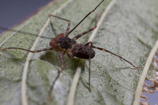 Image of tailless whip scorpions