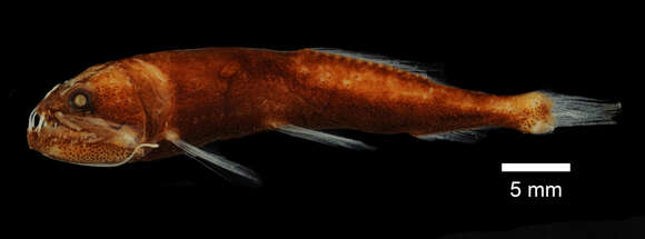 Image of Astronesthes haplophos Parin & Borodulina 2002