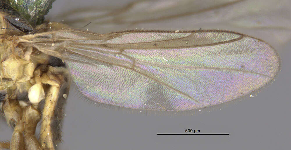 Image of Chlorops confluens Meigen 1830