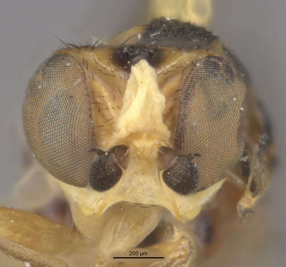 Image of Chlorops obscuricornis Loew 1863