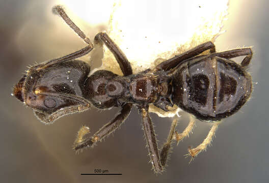 Image of <i>Azteca ulei gagatina</i> Wheeler 1942