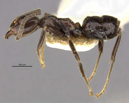 Image of <i>Azteca ulei gagatina</i> Wheeler 1942