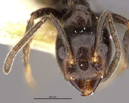 Image of <i>Azteca ulei gagatina</i> Wheeler 1942