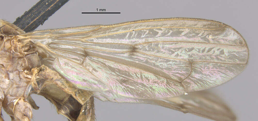 Image de Sepedon tenuicornis Cresson 1920