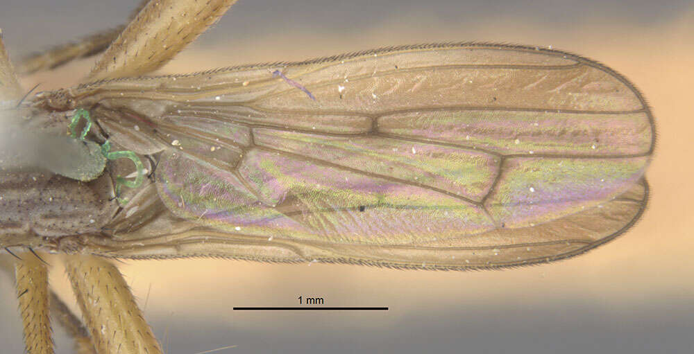 Image de Sepedon pusilla Loew 1859