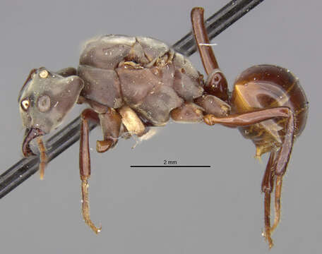 Image of Bregmatomyrma