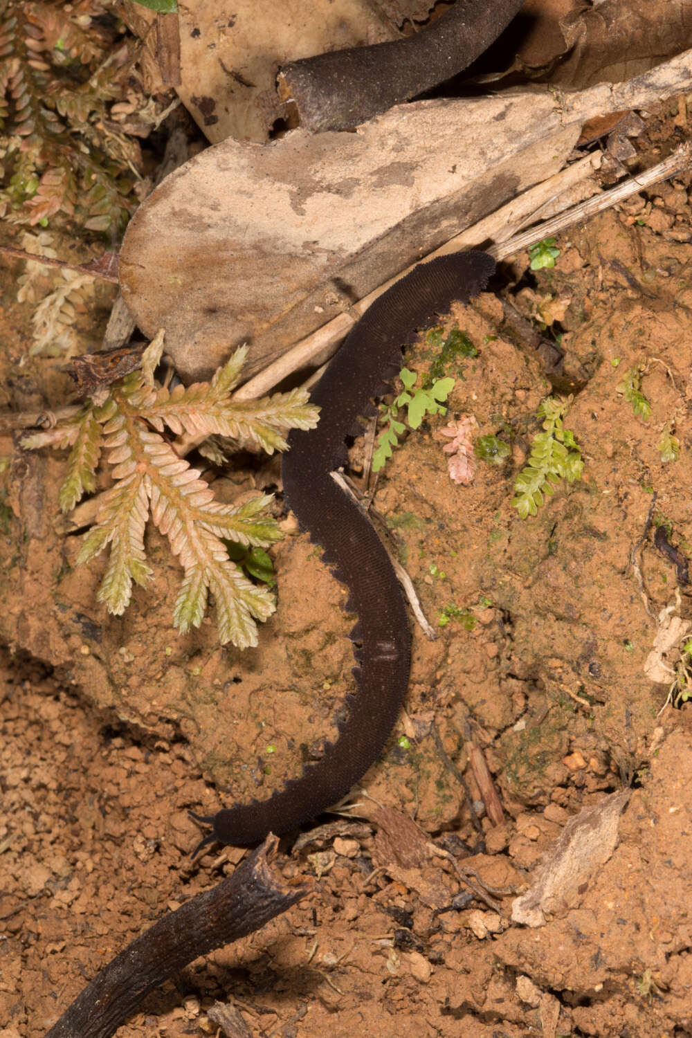 Image of velvet worms
