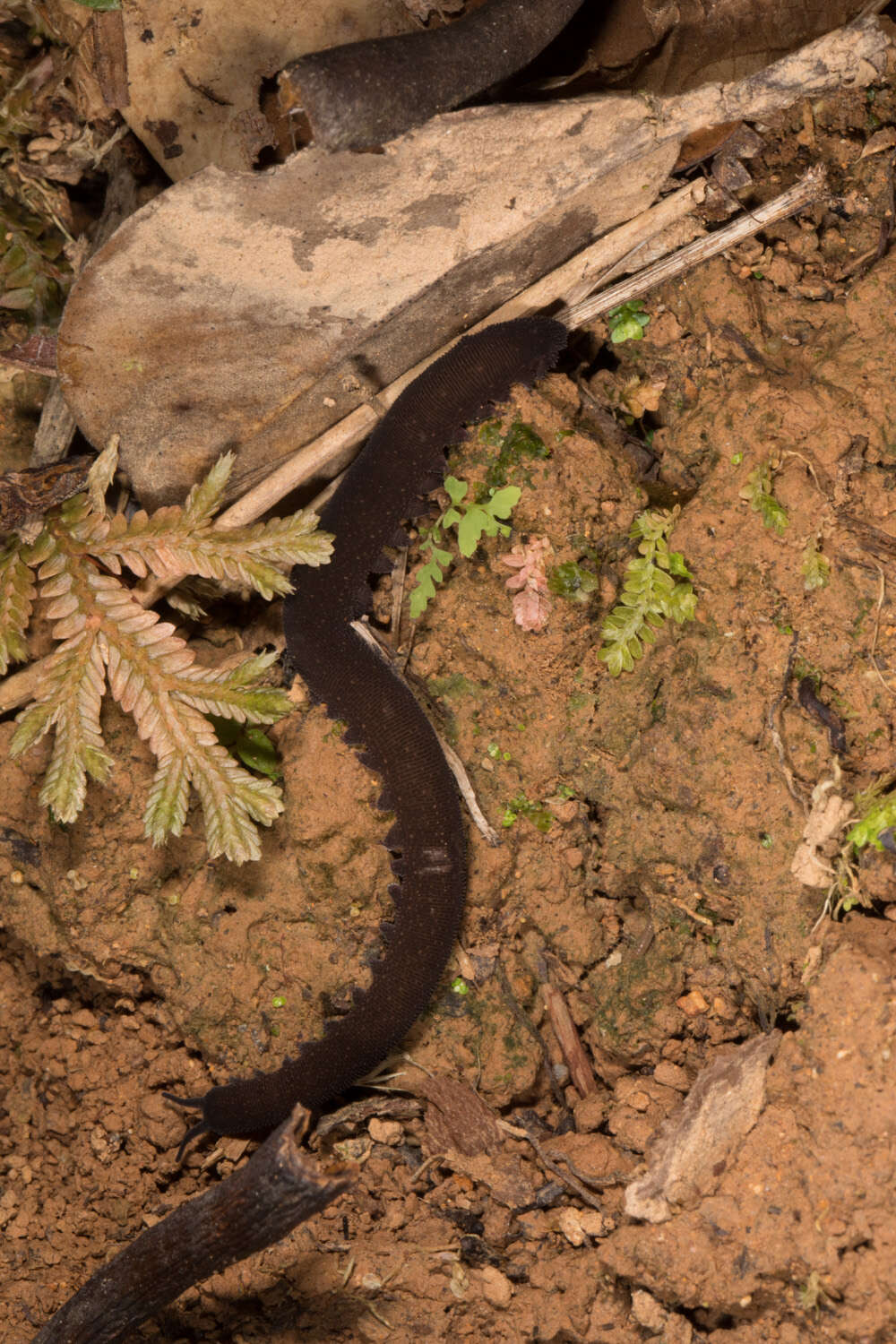 Image of velvet worms