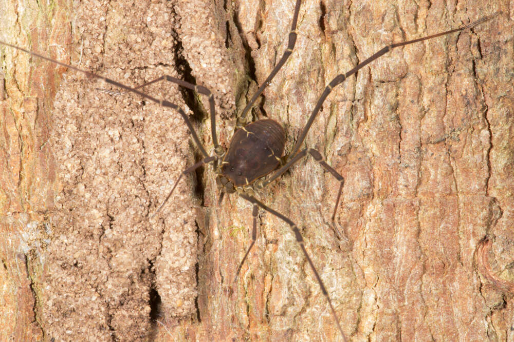 Image of Cynortula