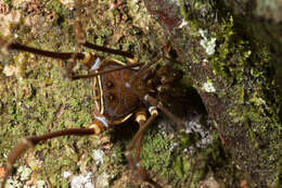 Image of Cranaidae