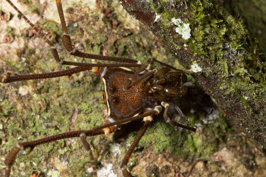 Image of Cranaidae