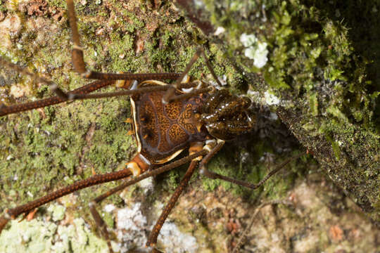 Image de Cranaidae