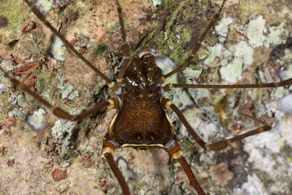 Image de Cranaidae