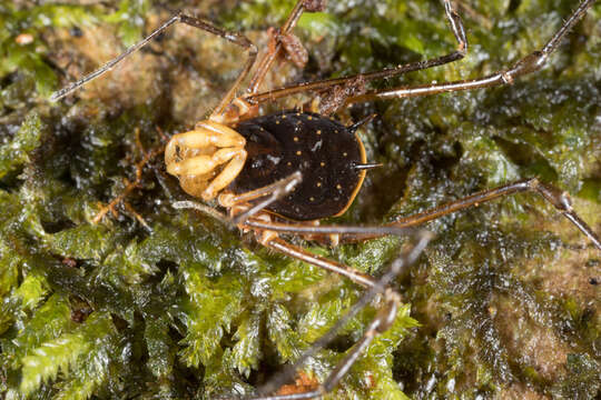 Image of <i>Cranellus montgomeryi</i>