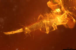 Image of springtails