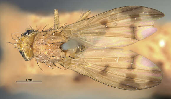 Image of Homoneura americana (Wiedemann 1830)