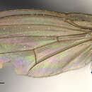 Image of <i>Sapromyza cincta</i>