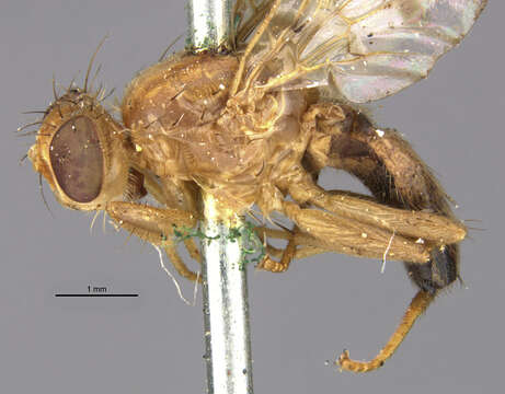 Image of Rose Hip Fly