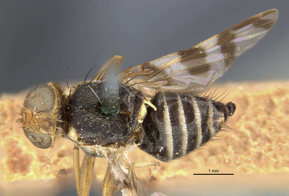 Image of cherry fruit fly