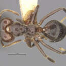 Image of Azteca muelleri terminalis Mann 1916