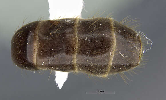 Слика од Azteca petalocephala Longino 1991