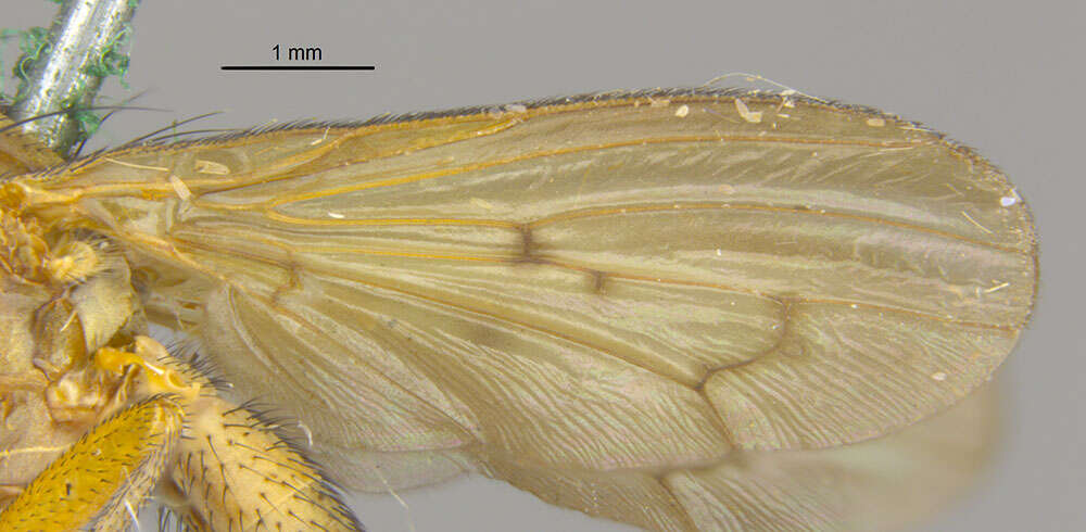 Image de Tetanocera obtusifibula Melander 1920