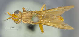 Image de Tetanocera obtusifibula Melander 1920