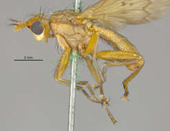 Image de Tetanocera obtusifibula Melander 1920