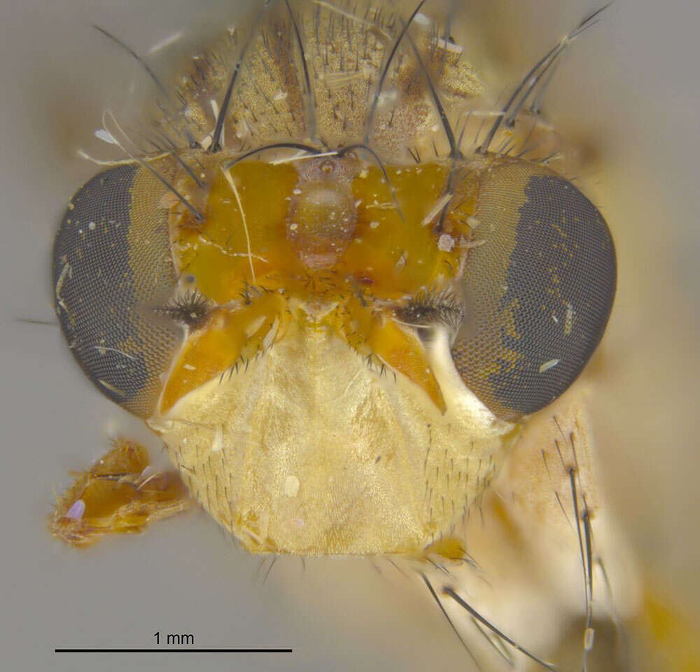 Image de Tetanocera obtusifibula Melander 1920