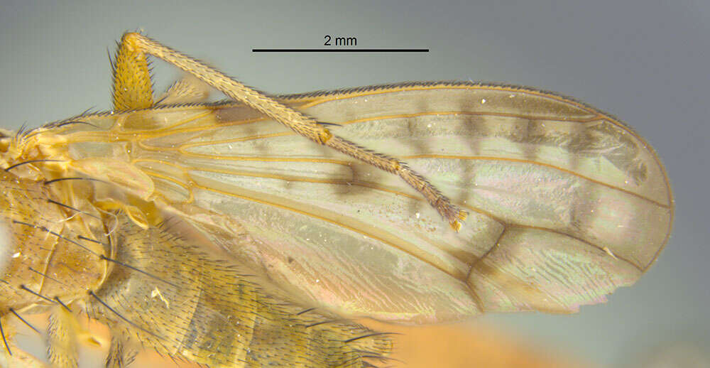 Image de Tetanocera clara Loew 1862