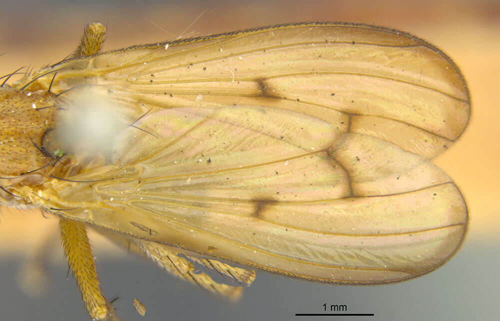 Image de Tetanocera plebeja Loew 1862