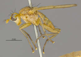 Image of Tetanocera plebeja Loew 1862