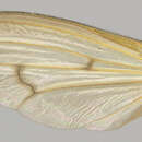 Image of Tetanocera plumosa Loew 1847