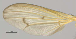 Image de Tetanocera plumosa Loew 1847