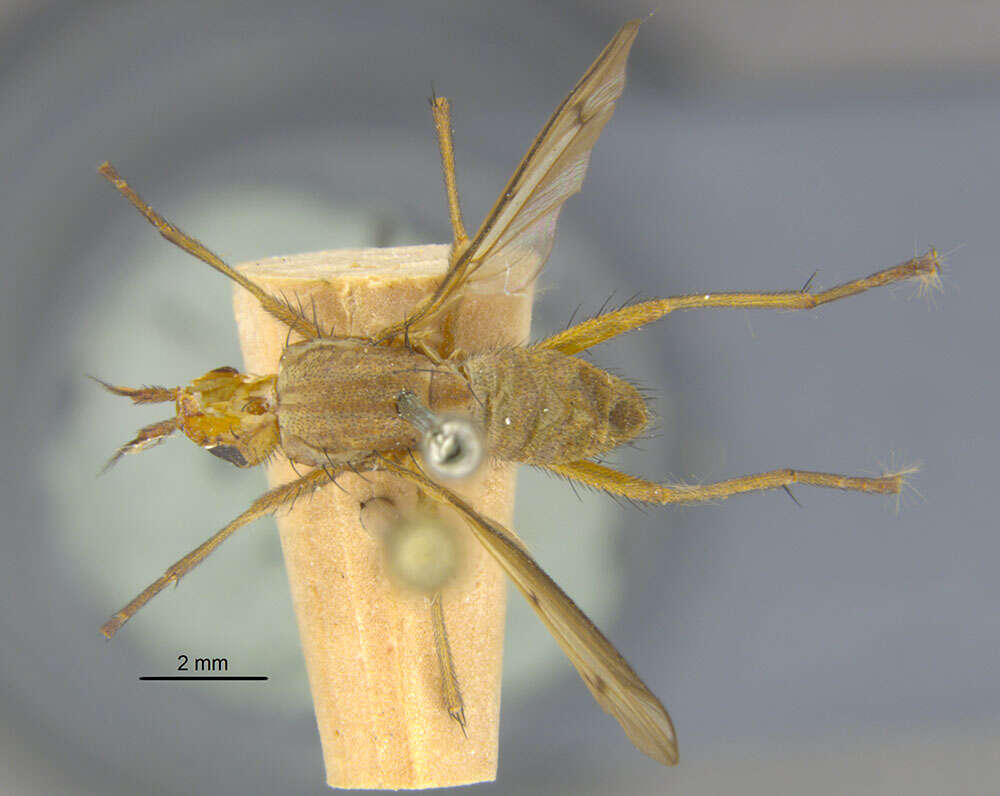 Image de Tetanocera plumosa Loew 1847