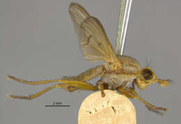 Image de Tetanocera plumosa Loew 1847