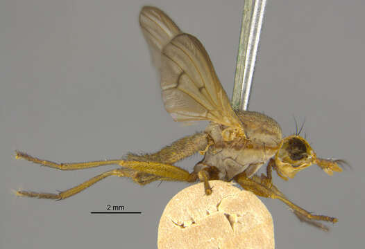 Image of Tetanocera plumosa Loew 1847