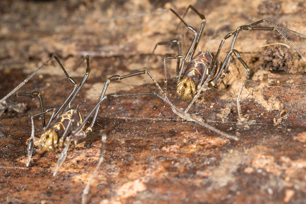 Image of Rhopalocranaus albilineatus Roewer 1932