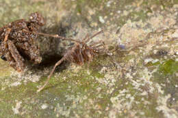 Image of Kimulidae