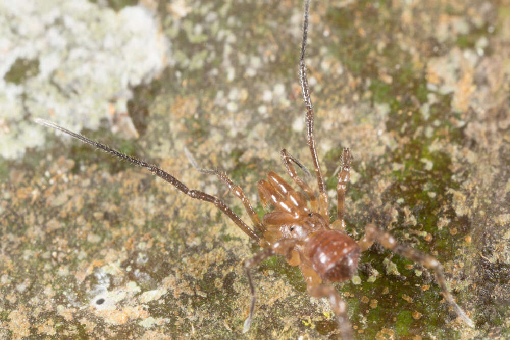 Image of Stygnommatidae
