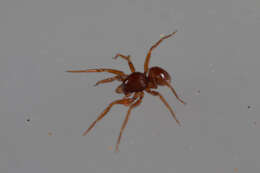 Image of goblin spiders