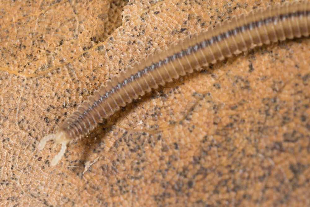 Image of Siphonocryptidae