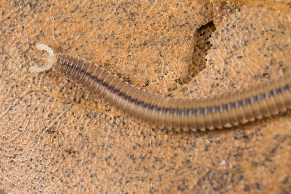 Image of Siphonocryptidae