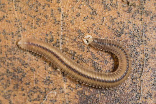 Image of Siphonocryptidae