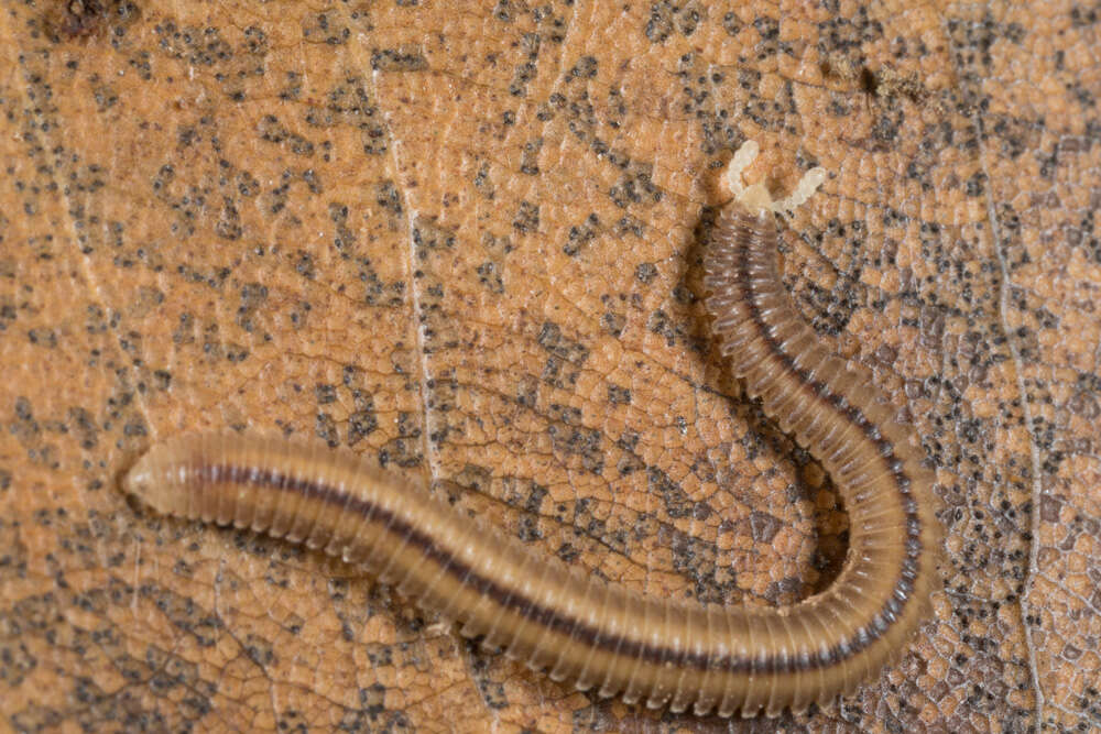 Image of Siphonocryptidae