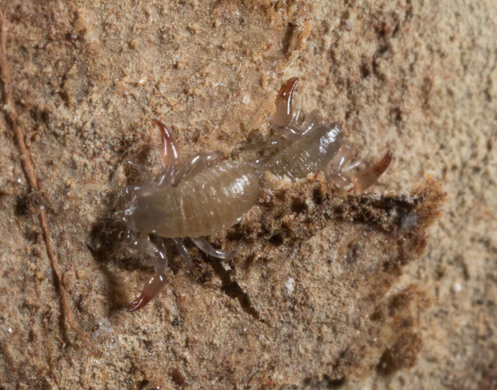Image of <i>Paratemnoides nidifactor</i>