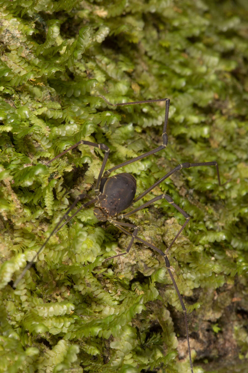 Image of Cynortula